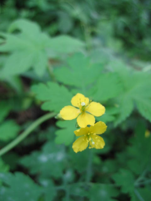 b0088037_92541.jpg