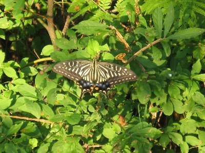 e0082045_16371159.jpg