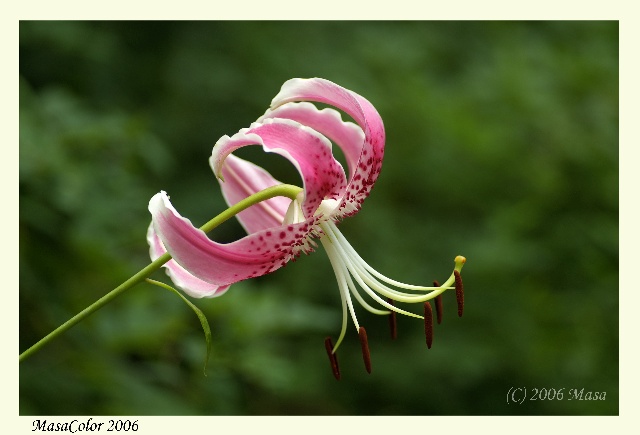 山野草（京都府立植物園シリーズ）_f0063363_185620100.jpg