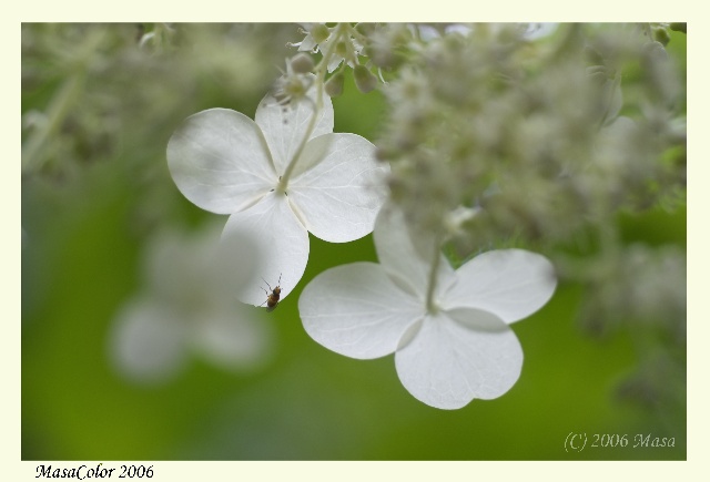 山野草（京都府立植物園シリーズ）_f0063363_18564823.jpg