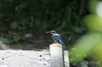 野鳥アルバム_b0047179_1691856.jpg