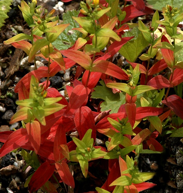 e0039703_2246991.jpg