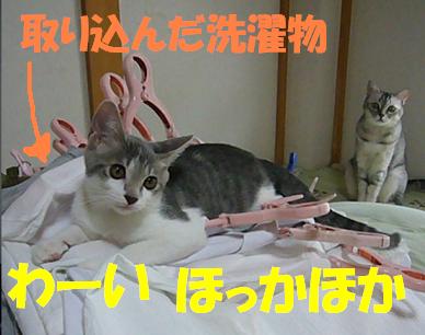 そろそろ 秋の気配_f0002743_1411785.jpg