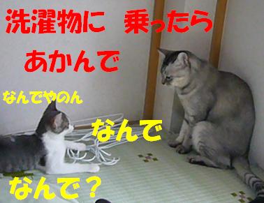そろそろ 秋の気配_f0002743_1413695.jpg