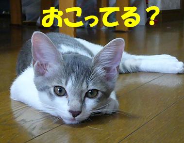 そろそろ 秋の気配_f0002743_1423898.jpg