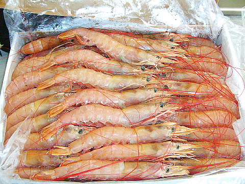 アルゼンチンの広 い大地 前編 ぶんちょうナイン エキサイト本社