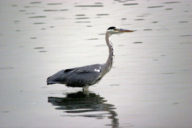 東京港野鳥公園_f0044056_18561687.jpg