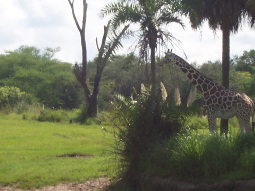 e0028272_936583.jpg