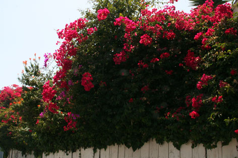 a0062203_924751.jpg