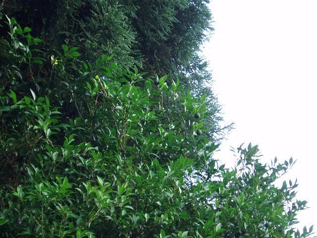 c0086014_65026.jpg