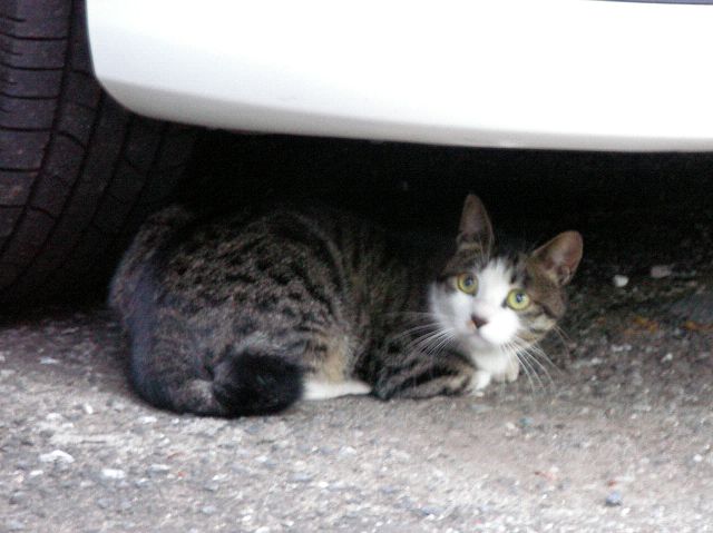 猫の動画をアップしました。_e0089232_2144021.jpg