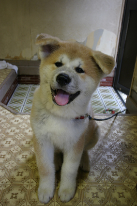 これなあに 舐めて噛んでが 犬の術 お転婆コーギー犬とeos Kiss Dでのお散歩フォト これなあに 舐めて噛んでが 犬の術 お転婆コーギー犬とeos Kiss Dでのお散歩フォト