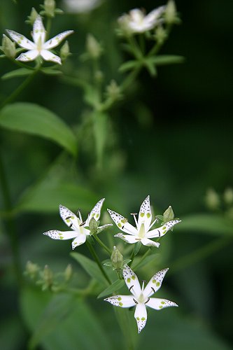 万葉の庭の花3_f0048546_5125213.jpg