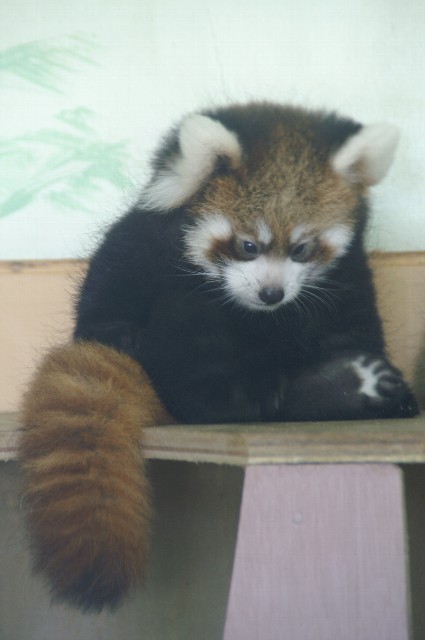 レッサーパンダ赤ちゃんは可愛い 動物園でお散歩 レッサーパンダ赤ちゃんは可愛い 動物園でお散歩