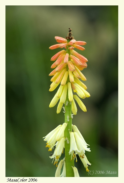 薔薇でバラバラ？（京都府立植物園シリーズ）_f0063363_15151160.jpg