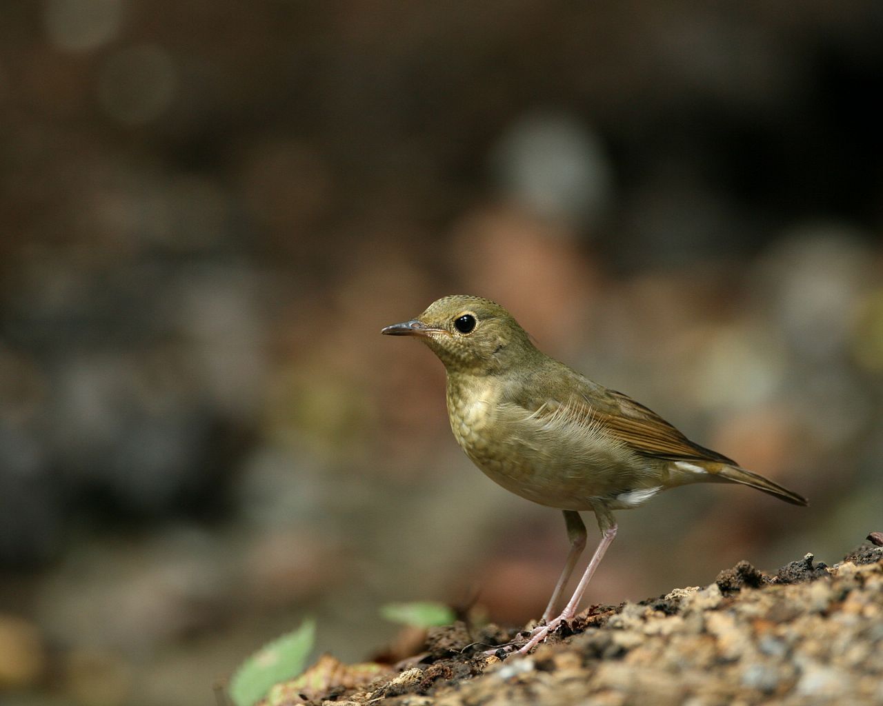 秋色コルリ 秋色のバックに可愛い小鳥の壁紙 Life With Birds 3