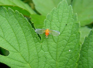 「アカハネナガウンカ」の朱色は、綺麗だ！_d0019074_7592831.jpg