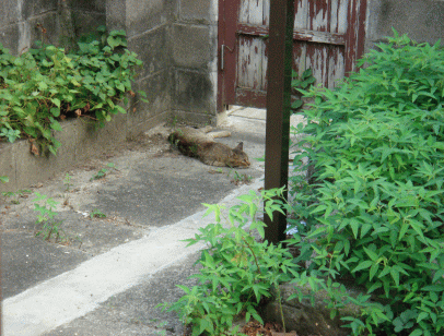 c0088584_12223056.gif