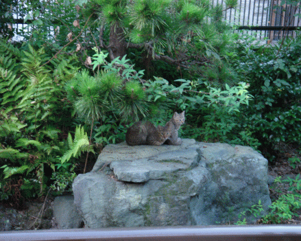 c0088584_127576.gif