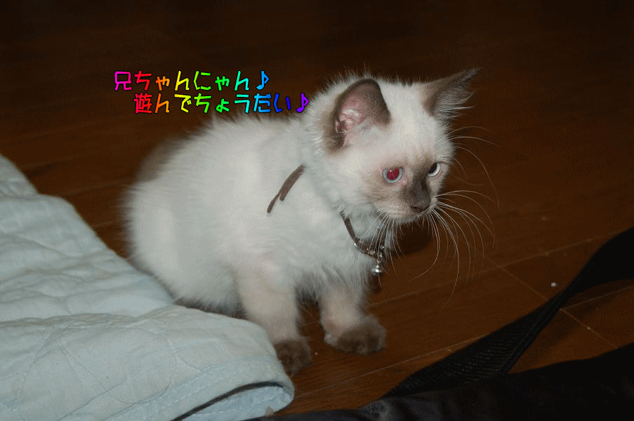 好きなの？_d0081492_14463270.gif