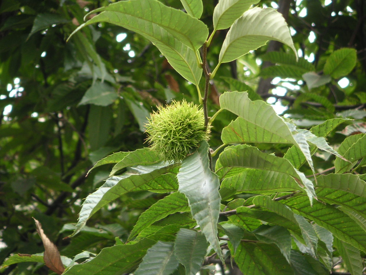 癌と漢方(中医学)②_e0017093_20502691.jpg