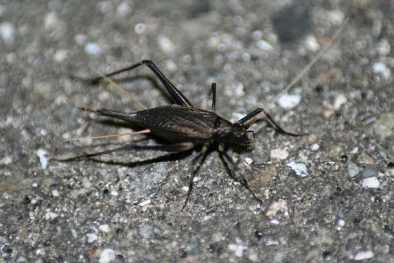 電灯下でスズムシのような虫を見つけました : 昆虫ブログ むし