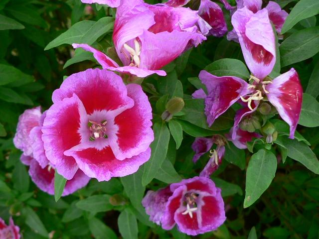 ゴデチア 花の仲間調べ