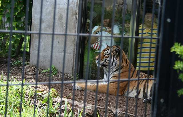 旭山動物園3_e0055532_59583.jpg