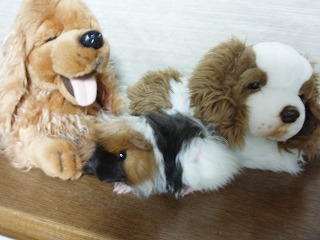 院長宅のモルちゃん_b0059154_10212325.jpg