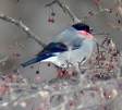 天満宮と鳥★鷽_d0082655_12313592.jpg