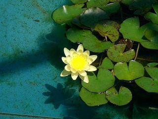 d0006756_930357.jpg