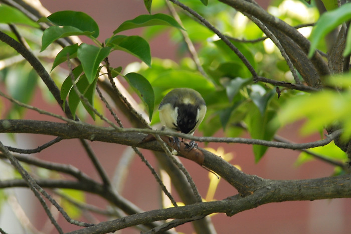 シジュウカラ_f0053272_12344880.jpg