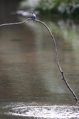 野鳥アルバム_b0047179_15541920.jpg