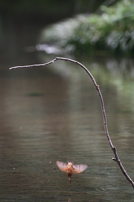 野鳥アルバム_b0047179_15542851.jpg