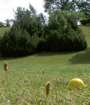 f0092389_1043872.jpg