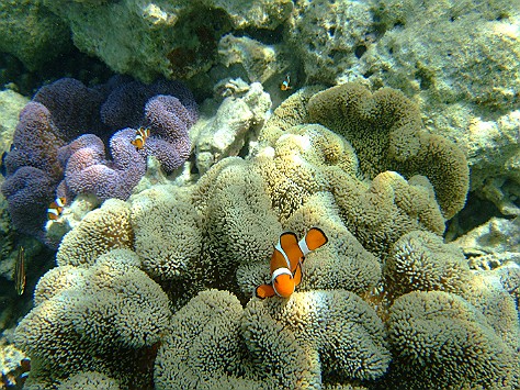 5日目 民宿 マエザト のシュノーケリングツアー ひとつぶの幸せ 5日目 民宿 マエザト のシュノーケリングツアー ひとつぶの幸せ