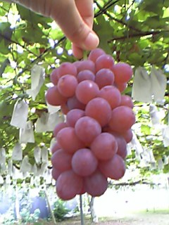 a0080172_22274124.jpg