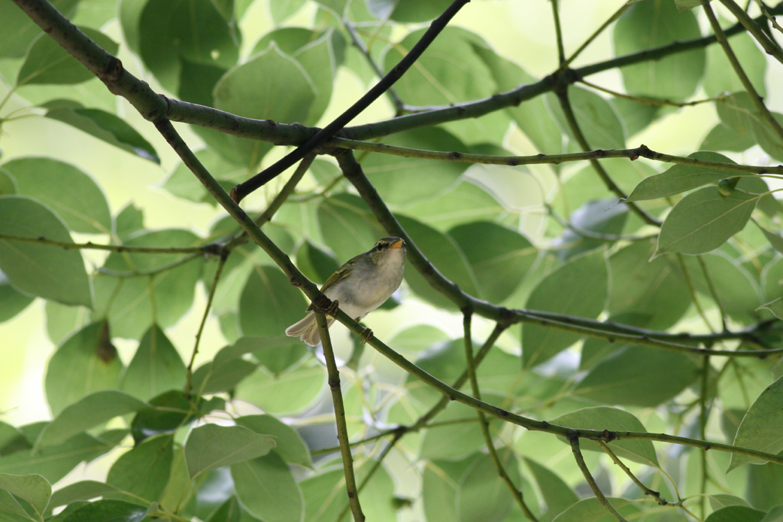 エゾムシクイ Sakhalin Leaf Warbler_e0071575_174473.jpg