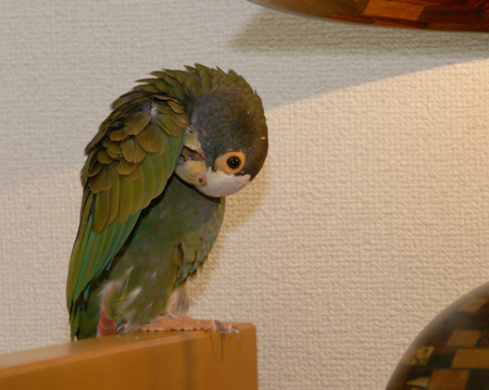 c0004078_20325273.jpg