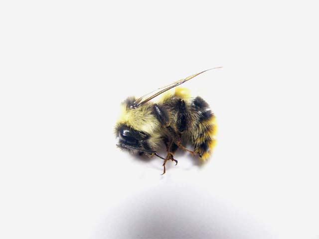 よく分からないマルハナバチが居ました : 昆虫ブログ むし探検広場