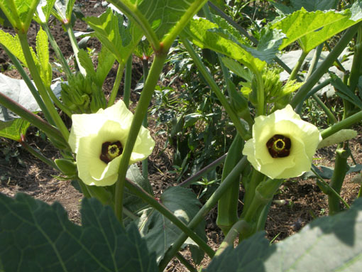 うちらのはたけ Sep.2, 2006 - 野菜の花 -_b0024611_13305479.jpg