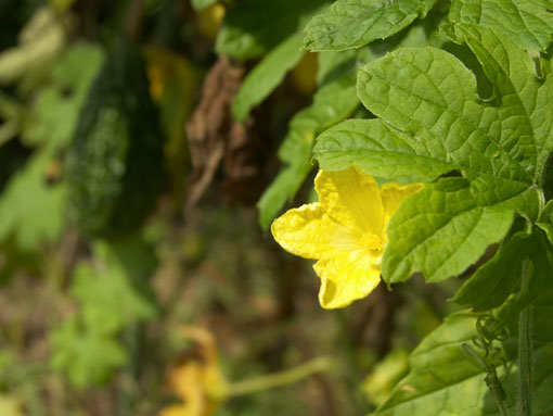 うちらのはたけ Sep.2, 2006 - 野菜の花 -_b0024611_13321719.jpg