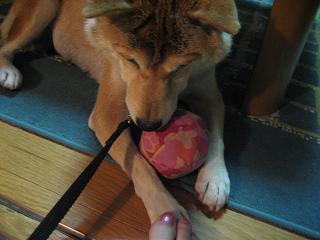 哀れな二人、いや、二匹。。。_c0049950_16124776.jpg