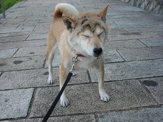 哀れな二人、いや、二匹。。。_c0049950_16361994.jpg