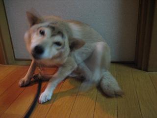 哀れな二人、いや、二匹。。。_c0049950_1695177.jpg