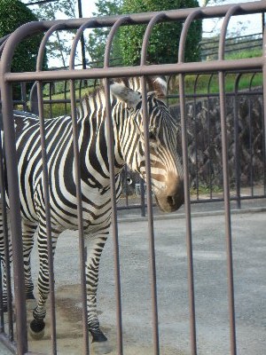 動物園デビュー。_b0044552_22242261.jpg