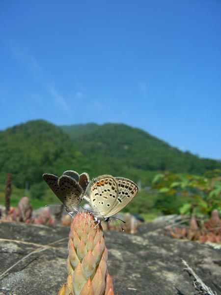 c0045352_1717095.jpg