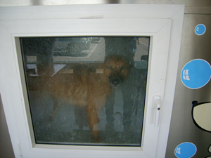 Dog Wash Machine_a0078772_2345180.jpg