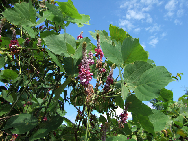 c0054876_6373062.jpg