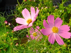 b0015885_9512847.jpg
